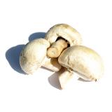 CHAMPIGNON DE PARIS KG