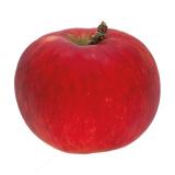 POMME CRIMSON CRIP KG