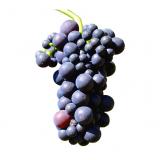 RAISIN BLANC EXALTA  KG