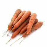 CAROTTE NON LAVEE KG