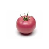 TOMATE RONDE KG