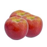 POMME DALINETTE KG