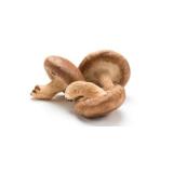 CHAMPIGNON PLEUROTE KG